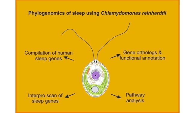 Groundbreaking Study Reveals Evolutionary Origins of Sleep in Single-Celled Algae