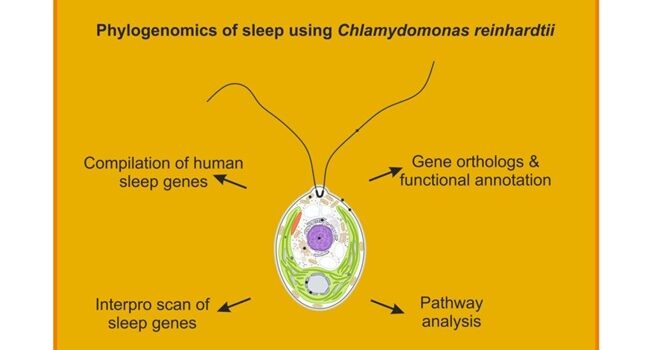 Groundbreaking Study Reveals Evolutionary Origins of Sleep in Single-Celled Algae